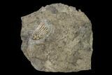 Fossil Crinoid (Aorocrinus) - Gilmore City, Iowa #157217-1